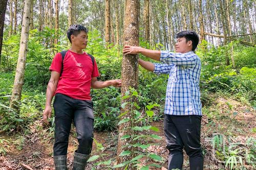 Vùng cao đổi thay từ kinh tế rừng