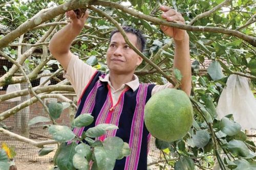 Nam Đông phát triển kinh tế vườn