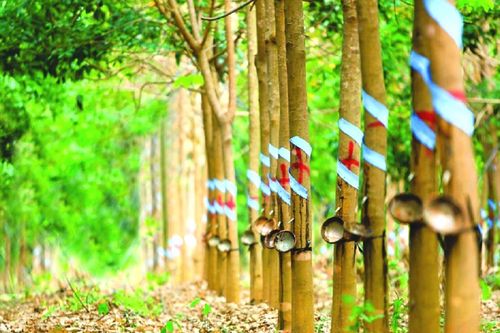Hụt thu thanh lý cây cao su, lãi quý 2 của Cao su Phước Hòa (PHR) lao dốc 77%