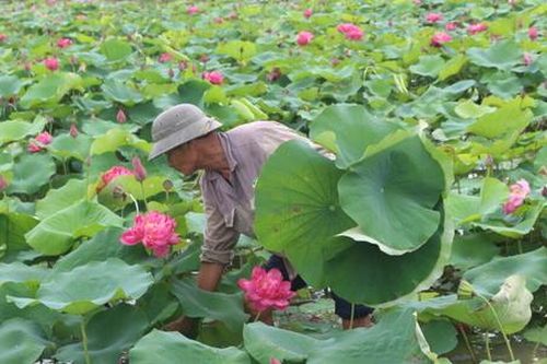 HTX kỳ vọng sen sớm được công nhận là quốc hoa