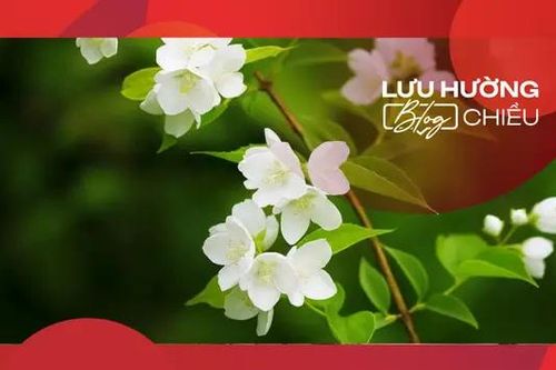 Hương hoa lài sớm mai