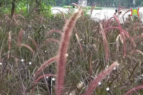 Cỏ lau nở hồng bên hồ Hoàn Kiếm