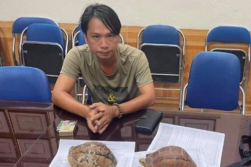 Khởi tố thanh niên buôn bán cá thể rùa quý hiếm