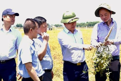 Cây thuốc quý phát triển trên đất mỏ bỏ hoang ở Hà Tĩnh