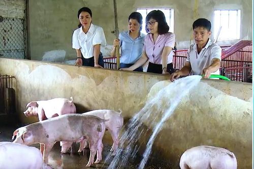 Thủ tướng quyết định nâng mức vay chương trình Nước sạch vệ sinh môi trường