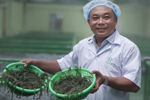 Làm giàu từ siêu thực phẩm 'rớt tới đâu, biển sạch đến đó'