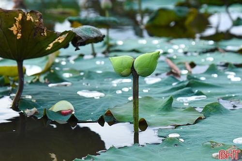 Xuất hiện bông sen Tịnh Đế quan âm quý hiếm tại Hà Tĩnh