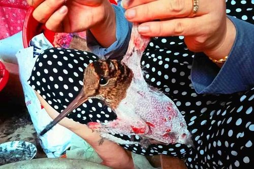 Hàng triệu cá thể chim bị săn bắt, buôn bán làm thức ăn mỗi năm