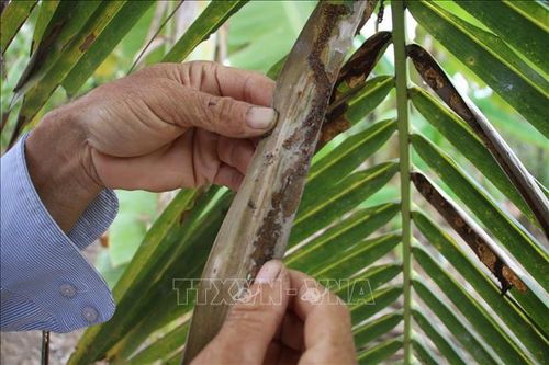Sâu đầu đen hại dừa xuất hiện trở lại ở Bến Tre