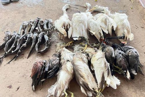 Ra mắt phim ngắn 'Chim trời kêu cứu' kêu gọi bảo vệ chim hoang dã