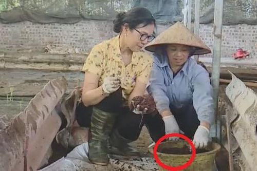 Nuôi loài vật ăn chất thải 'ai cũng sợ', chị nông dân thu 2 tỷ đồng
