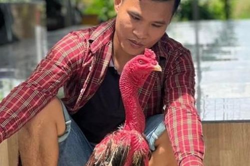 Bỏ việc lương cao về quê nuôi 'chiến kê', 9x Hải Phòng thu hàng trăm triệu đồng/tháng