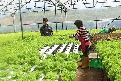 Số doanh nghiệp đầu tư vào nông nghiệp còn rất khiêm tốn