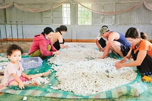 Người phụ nữ K'Ho thoát nghèo nhờ mô hình đa canh cây trồng
