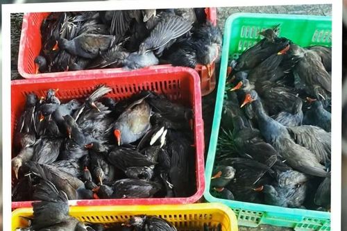 Hà Nội: 42% nhà hàng có thực đơn bán các món ăn chế biến từ chim hoang dã