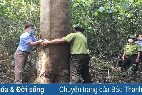 Bảo vệ và phát triển rừng lim xanh tái sinh tự nhiên