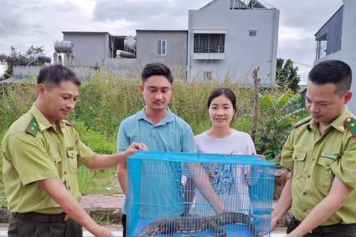 Bàn giao cá thể kỳ đà hoa thả về tự nhiên