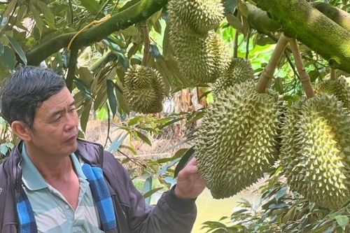 Nông dân trồng sầu riêng VietGAP