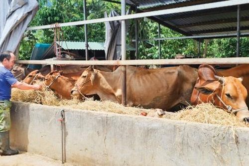 Cựu chiến binh Kon Sơ Ha Thương vượt khó từ chăn nuôi