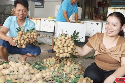 Sản xuất, chế biến, xuất khẩu nông sản ở Sông Mã