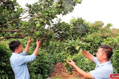Hiệu quả từ mô hình trồng cây xen canh