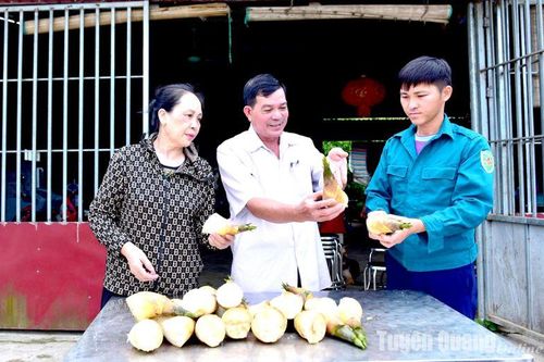 Thành công từ trồng tre Lục Trúc