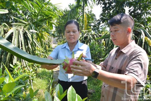 Đại Từ phát triển cây ăn quả theo hướng bền vững