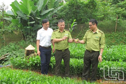 Cập nhật 8,8 triệu cây xanh trên phần mềm Thai Nguyen SmartTrees