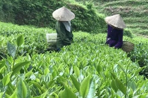 Chuyện về 'Vua chuyển đổi số' trong sản xuất chè ở Thái Nguyên