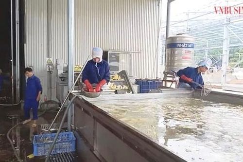 Trồng loại cây không mất nhiều công sức, dễ chăm bón, HTX thu 'vàng mười' trên đất núi