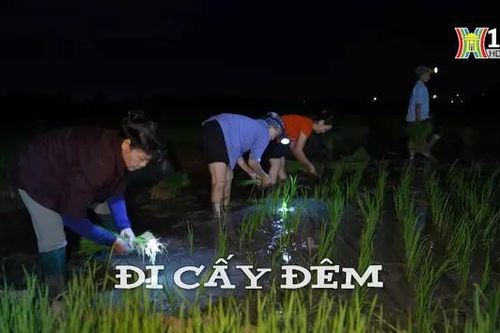 Đi cấy đêm | Nhịp sống Hà Nội | 17/07/2024