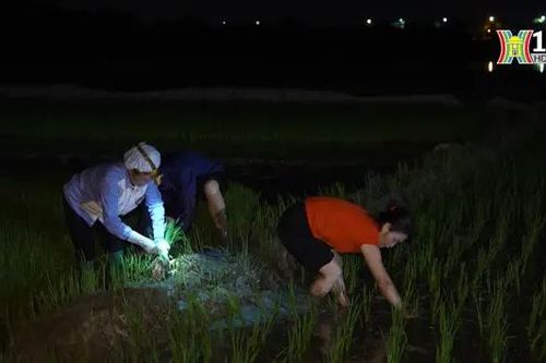 Chong đèn cấy lúa đêm