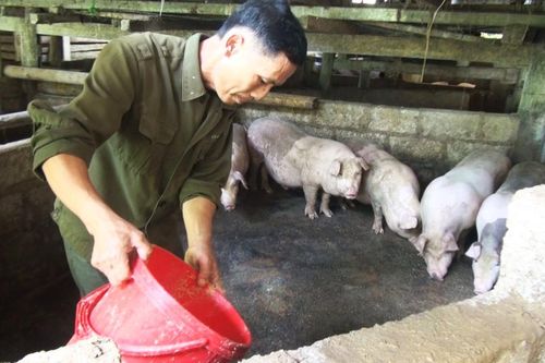 Tỏa sáng phẩm chất 'Bộ đội Cụ Hồ'