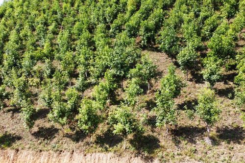 Bảo Lâm thực hiện tốt công tác quản lý, bảo vệ và phát triển rừng