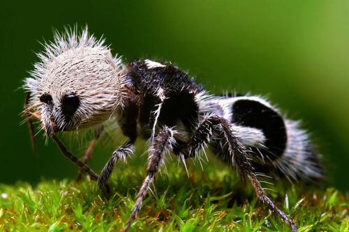 Ong bắp cày sống ký sinh hình dáng giống kiến