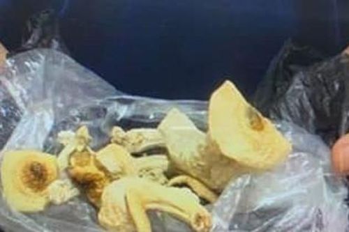 Cảnh báo về ma túy nấm thức thần