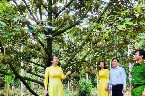 Sầu riêng Krông Pắc phát triển bền vững, hội nhập thế giới