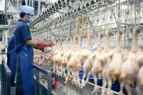 Lấp 'khoảng trống' kiểm soát giết mổ gia súc, gia cầm