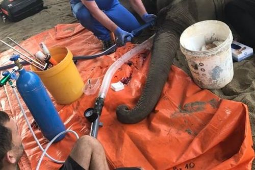 Nhổ cả hai ngà chú voi 8 tuổi ở Đắk Lắk