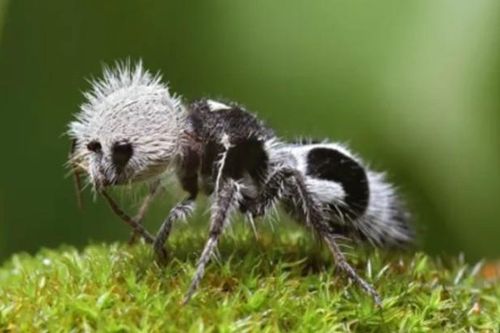 Kỳ dị loài ong bắp cày có tên gọi 'lạ', nhìn giống kiến
