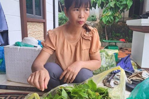 Thoát nghèo nhờ trồng rau mít rừng ở Hòa Bình