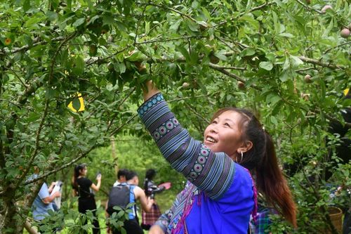 Bảo tồn giống mận bản địa ở vùng đồng bào dân tộc thiểu số