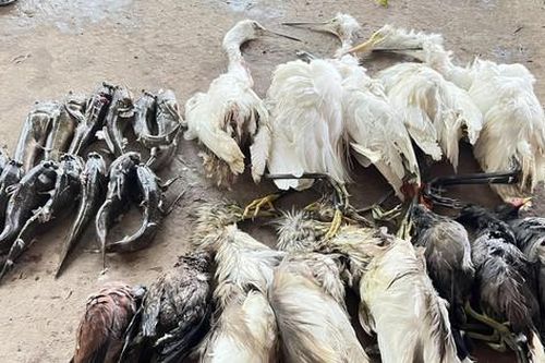 Hàng triệu cá thể chim hoang dã bị săn bắt mỗi năm