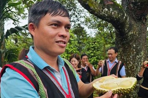 Hàng nghìn nông dân đổi đời, mua ô tô nhờ sầu riêng