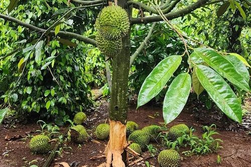 Hai hộ dân bị kẻ gian phá hoại hàng chục cây sầu riêng ở Đắk Lắk