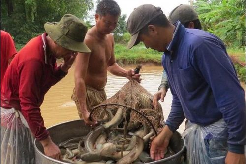 Trà Vinh: Giá cá lóc giảm thấp, nông dân không có lãi