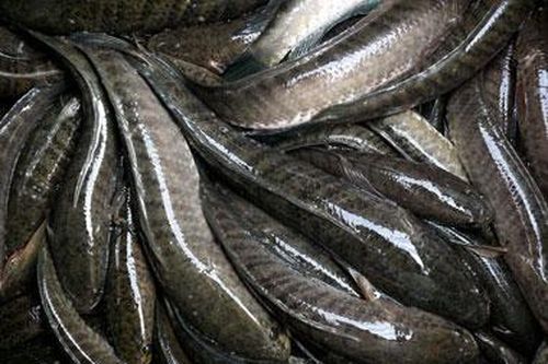 Giá cá lóc giảm thấp, nông dân không có lãi