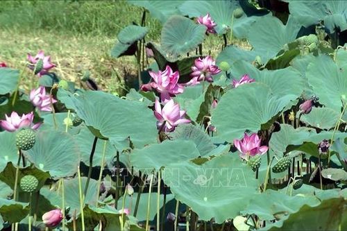 Hướng đi mới ở vùng trồng lúa một vụ kém hiệu quả