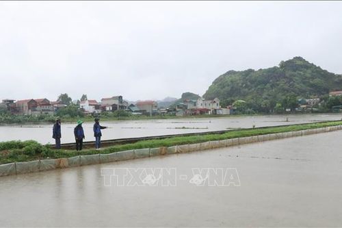 Bảo vệ diện tích lúa mới gieo cấy trước tình hình mưa lớn