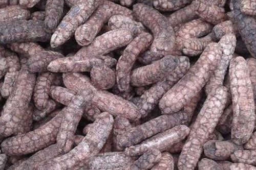 Thứ quả xưa rụng đầy gốc nay thành đặc sản dân phố lùng mua, 150.000 đồng/kg